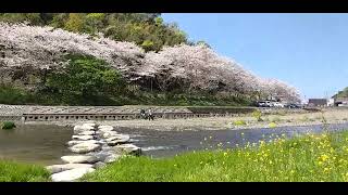 松崎町　那賀川の桜🌸