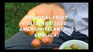 Florida Exotic Fruit Tastings 2020 -  Bitter Amla or Indian gooseberry, the King of Superfoods