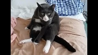 またまた寝ている子猫を襲う先住猫 Kitten  sleeps on the Cat's favorite spot