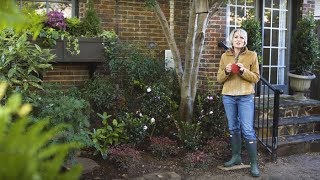 Plant October Magic Camellias from Southern Living with Linda Vater