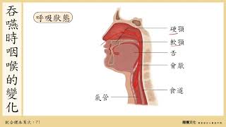 放大聲音_108選生三 3-1 呼吸系統_1呼吸構造的類型OK