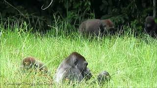 Gorilla Family Lunch in the Goualougo Triangle Bai