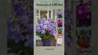 Dibleys - How we pick, pack and ship out houseplants direct from the greenhouse 🌿 🎁