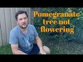 Problem with pomegranate tree not flowering