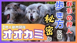 【雑学】群影の狩人「オオカミ」狩りの連携の秘訣はこれだ！【聞き流し】