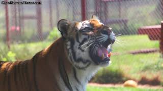 CARE Bios - Melita the Tiger