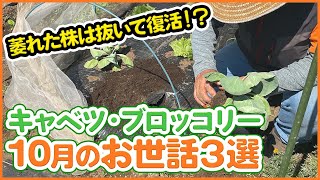 植えた秋冬野菜が枯れたら苗を抜いて復活！？家庭菜園で絶対マスターしたいキャベツとブロッコリー10月お世話3選！【農園ライフ】