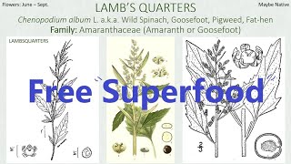 LAMBSQUARTERS - Wild Plants - Edible \u0026 Medicinal - Eastern United States [Foraging Fridays]