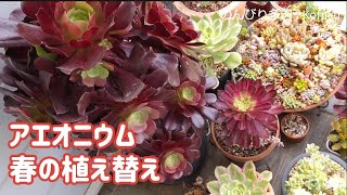 No51【多肉植物】アエオニウム 大好き😙植え替えは培養土100％でいってみよー❢