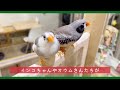 【キンカチョウイベント】ぺぇぺぇあいらんどっ！ 錦華鳥 zebra finch