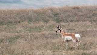 2018 Pronghorn Season Preview - NDGNF