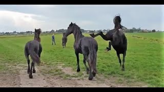 The young Friesian horses move to a different pasture with Uniek.