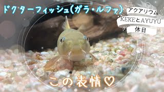 ドクターフィッシュ動画☆大きくなりました(*'ω'*)【熱帯魚水槽】KEKEとAYUYUの休日