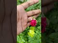 Red Rose flower variations 🌹#trending #flowers #rose #song #music #fresh #youtubeshorts #shorts #yt