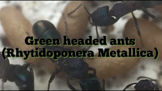 Green headed ant colony update! (rhytidoponera metallica)