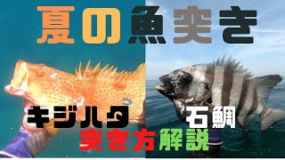 夏の高級魚２種　キジハタ、石鯛の突き方　関西お魚突き114 spearfishing