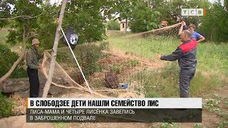 В Слободзее дети нашли семейство лис