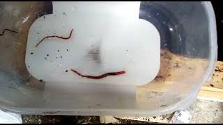 Worm farming + ant removal + surprise red wigglers  dendrobaena veneta