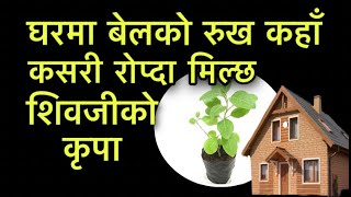 घर में बेल का पेड़ कहां और कैसे लगाने से शिवजी की कृपा/Bel Tree Benefit प्राप्त हो सकती है