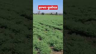 हरभरा, फुलोरा , #agriculture #latest #viral #subscribe #drip #advance # agro tourism  #food #