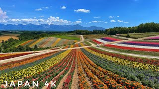 Japan 4K Walk 💐 Stunning Flower Fields in Biei, Hokkaido - Shikisai No Oka 四季彩の丘