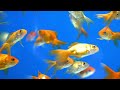 animal in the best 9k ultra hdr aquarium dive into the mesmerizing underwater realm.