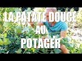 La PATATE DOUCE au POTAGER