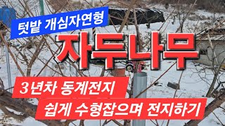 텃밭 자두나무 동계전지 - 3년차 전지하며 수형 만들기