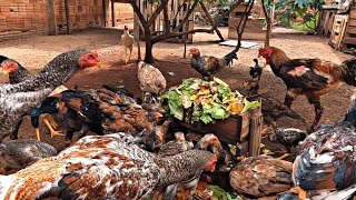 Mantendo os bons alimentos na criação de galinhas caipiras / aves fortes 🐣🐥🐓