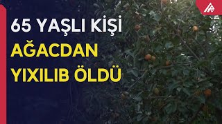 Mingəçevir sakini xurma ağacından yıxılıb öldü