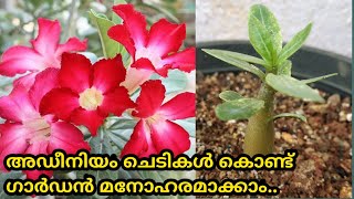 അഡീനിയം ചെടികൾ കൊണ്ട് ഗാർഡൻ മനോഹരംമാക്കാം | Adenium Seed Propagation Part 2 | SR Vlogs by Naji💕💕