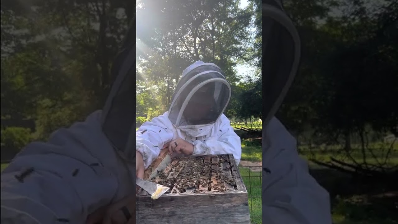 Honey bee inspection!!