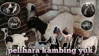 main sama kambing etawa ada kambing jenis lain juga @m.shobikhulanwar