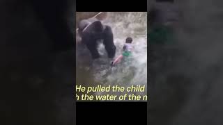That was sad ~ Gorilla was killed #shorts #gorilla