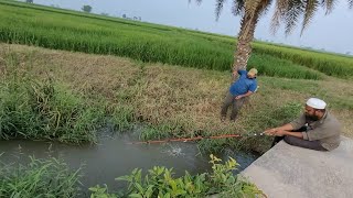 Catching Indian Redbilled \u0026 Catfishes in Small Stream|Small single hook fishing techniques