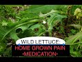 Wild Lettuce- identification and uses