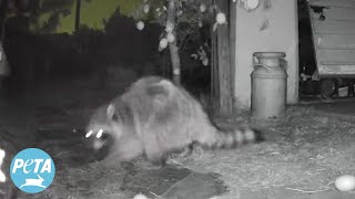 A Raccoon And His Friends Find Safety During The Los Angeles Fires