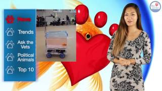 Robot Goldfish! - Pets Central