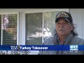 turkey takeover in elk grove neighborhood