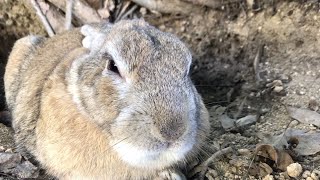 Trying to interview a fat rabbit