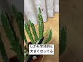 【多肉植物】部屋の管理でひとまわり大きくなった【スタペリア属ヒルマタ】