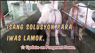 Isang Solusyon Para Iwas sa Lamok ang mga Baboy.