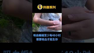 【小知识】原来吸血鬼蝙蝠是真实存在的