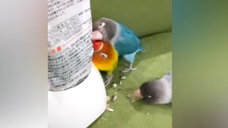 ボタンインコ　袋に穴開ける