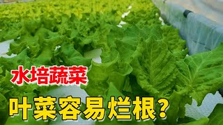 水培种叶菜容易烂根，并不都是肥料不好，别忽视温度【付老师种植技术团队】