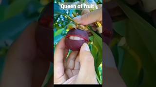 queen of fruit mangosteen!! lovely fruit #mangosteen