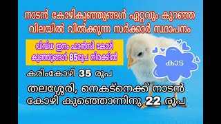 Get Poultry in Low Prize | നാടൻ \u0026 ഫാൻസി കോഴി കുഞ്ഞുങ്ങൾ ഏറ്റവും കുറഞ്ഞ വിലയിൽ