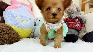 トイプードル 小さなサイズ綺麗な毛色の可愛い子犬 1285