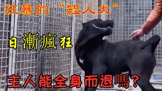 “杀人犬”异常狂暴，疯狂挑衅，主人能控制住它吗？太紧张了