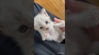 ゴミ捨て場で保護した子猫の今後について。#子猫保護